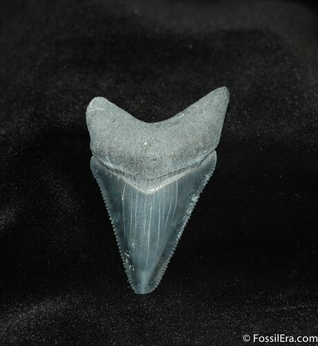 Bone Valley Megalodon Tooth #545